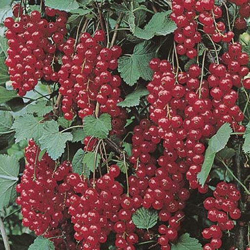 [RIRJVT] Ribes rubrum `Jonkheer Van Tets` (Conteneur - 3 - 30-50)