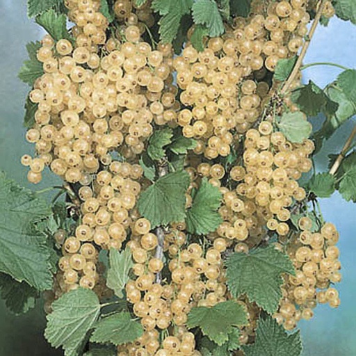 [RIRVB] Ribes rubrum `Versaillaise Blanche` (Racines nues - 5-8 branches)