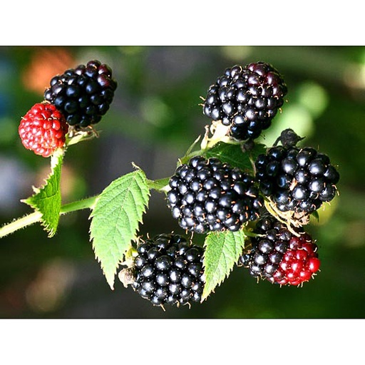 [RUBSA] Rubus 'Black Satin' (Conteneur - 3 - 80-100)