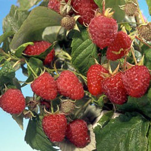 [RUIZE] Rubus ideaus 'Zefa' (Conteneur - 3 - 40-60)