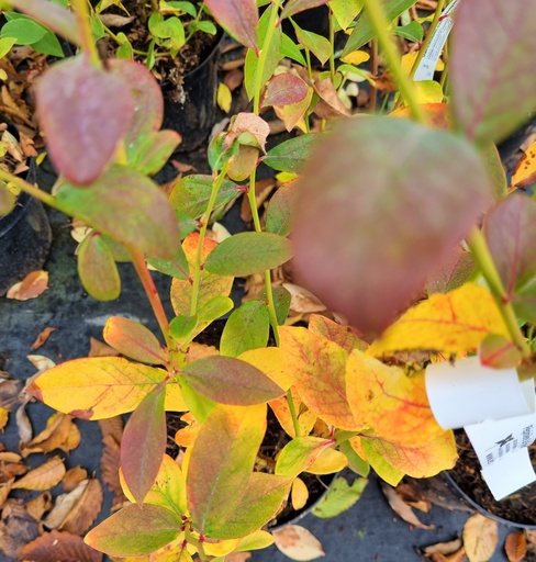 [VACBB] Vaccinium cor. 'Brigitta Blue' (Conteneur - 3 - 30-40)
