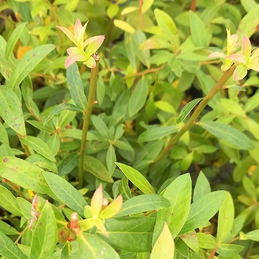 [VACPL] Vaccinium cor. 'Pink Lemonade' (Conteneur - 3 - 30-40)