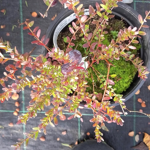[VAMEBL020] Vaccinium macrocarpon 'Early Black' (Conteneur - 5 - 10-20)