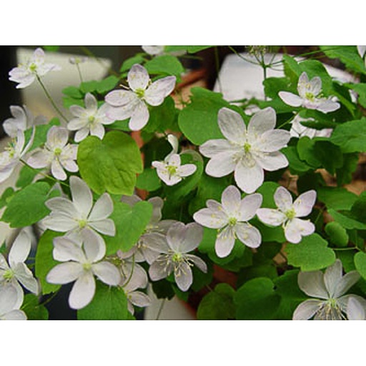 [ANTHAL] Anemonella thalictroides (0.52 - Pot de 9cm)