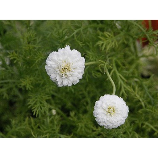 [ANNLIG] Anthemis nobilis 'Ligulosa' (0.52 - Pot de 9cm)