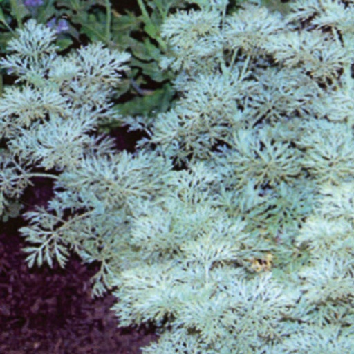 [ARHPCA] Artemisia hybride 'Powis Castle' (0.52 - Pot de 9cm)