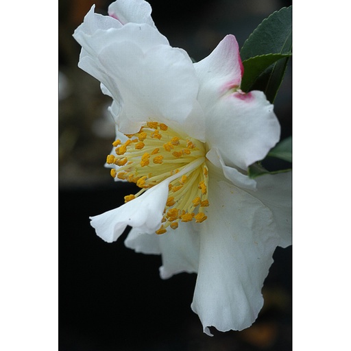 [CASNAR] Camellia sasanqua 'Narcissiflora' (P9 - 0.52)