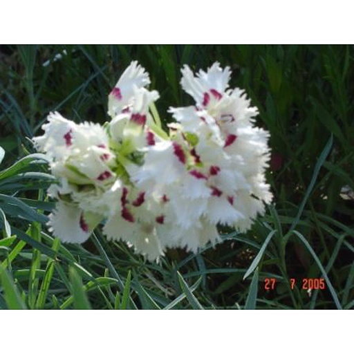 [DIINE] Dianthus (P) 'Ine' (0.52 - Pot de 9cm)