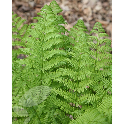 [DRATKI] Dryopteris affinis 'The King' (0.52 - Pot de 9cm)