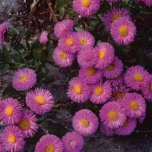 [ERHRT] Erigeron hybride 'Rosa Triumph' (0.52 - Pot de 9cm)