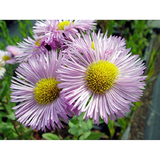 [ERRJU] Erigeron 'Rosa Juwel' (0.52 - Pot de 9cm)