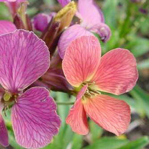 [ERRUFU] Erysimum 'Rufus' (0.52 - Pot de 9cm)
