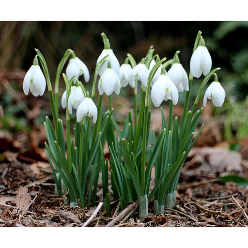 [GANIV] Galanthus nivalis (0.52 - Pot de 9cm)