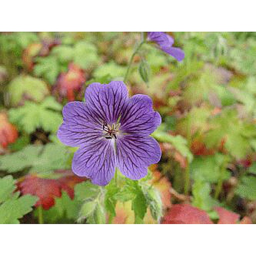 [GEBBLO] Geranium 'Blue Blood' (0.52 - Pot de 9cm)
