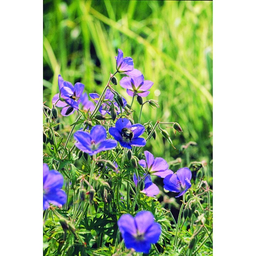 [GEBROO] Geranium 'Brookside' (0.52 - Pot de 9cm)