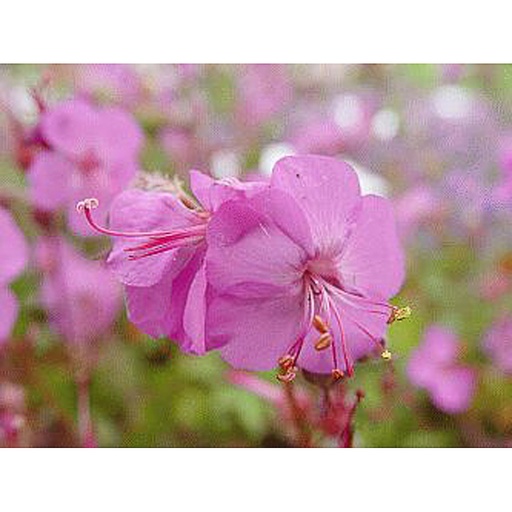 [GECKAR] Geranium cantabrigiense (x) 'Karmina' (0.52 - Pot de 9cm)