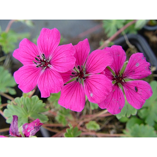 [GECSIG] Geranium cinereum 'Signal' (0.52 - Pot de 9cm)