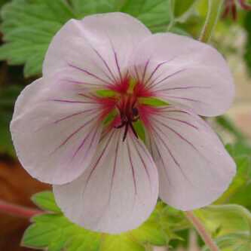 [GEJOY] Geranium 'Joy' (0.52 - Pot de 9cm)