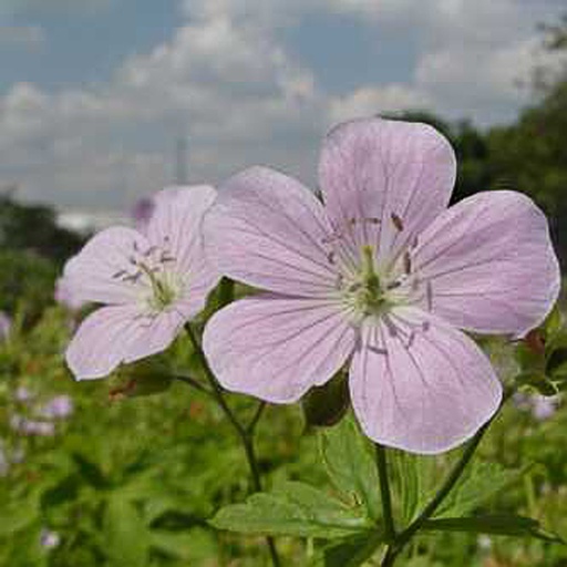 [GEMCHA] Geranium maculatum 'Chatto' (0.52 - Pot de 9cm)