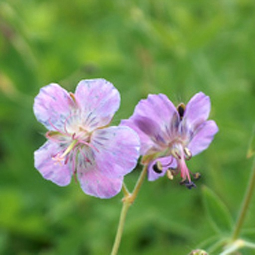 [GEPLMA] Geranium phaeum 'Lividus Majus' (0.52 - Pot de 9cm)