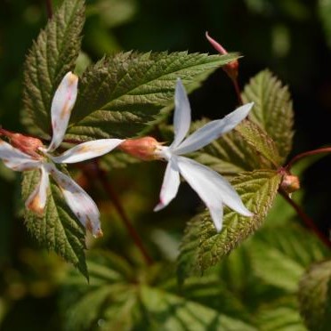 [GITR] Gillenia trifoliata (0.52 - Pot de 9cm)