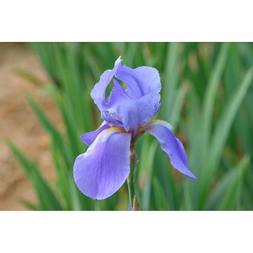 [IRGBRH] Iris germanica 'Blue rhytm' (0.52 - Pot de 9cm)