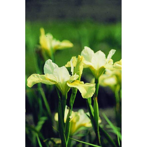 [IRSBS] Iris siberica 'Butter and Sugar' (0.52 - Pot de 9cm)