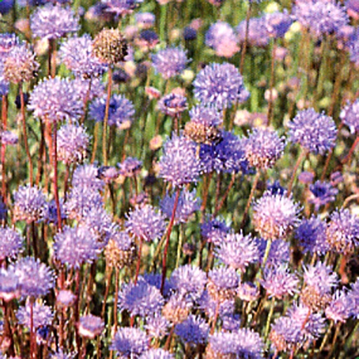 [JALBL] Jasione laevis 'Blaulicht' (0.52 - Pot de 9cm)