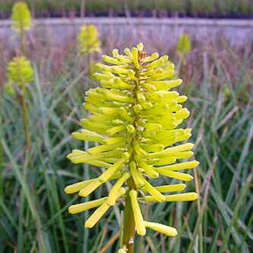 [KNDSEN] Kniphofia 'Dorset Sentry' (0.52 - Pot de 9cm)