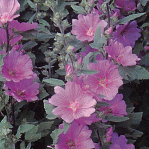 [LALLA] Lavatera 'Lilac Lady' (0.52 - Pot de 9cm)