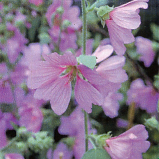 [LAORO] Lavatera olbia 'Rosea' (0.52 - Pot de 9cm)