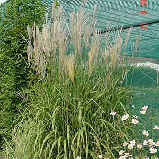 [MISSILB] Miscanthus sinensis 'Silberfeder' (0.52 - Pot de 9cm)