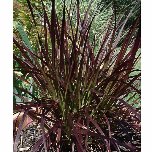 [PESRU] Pennisetum setaceum 'Rubrum' (0.52 - Pot de 9cm)