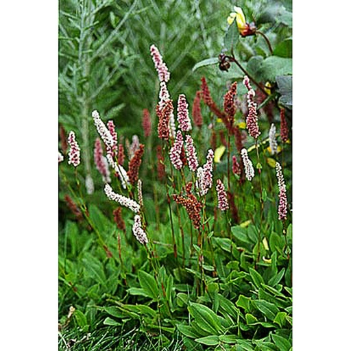 [PEADI] Persicaria affinis 'Dimity' (0.52 - Pot de 9cm)