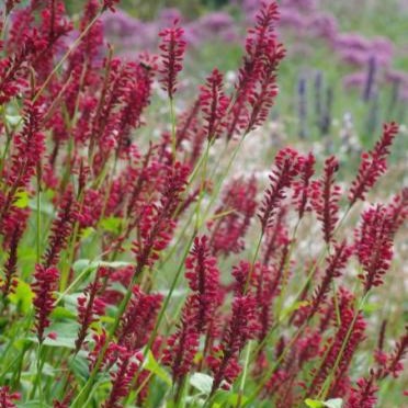 [PEABLA] Persicaria amplexicaulis 'Blackfield' (0.52 - Pot de 9cm)