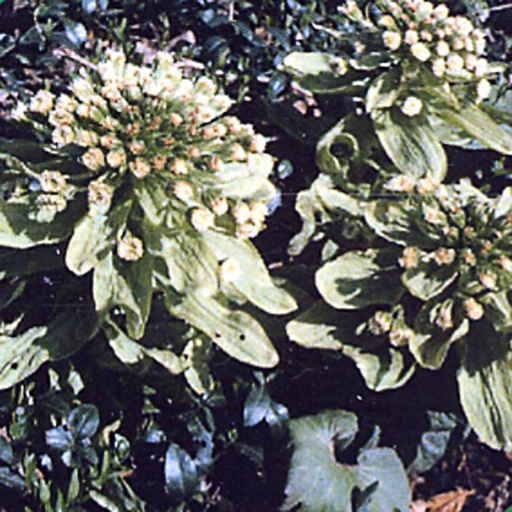 [PEJGI] Petasites japonicus 'Giganteus' (0.52 - Pot de 9cm)