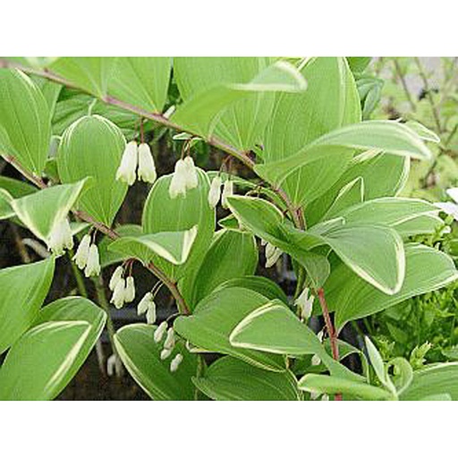 [POFVAR] Polygonatum falcatum 'Variegatum' (0.52 - Pot de 9cm)