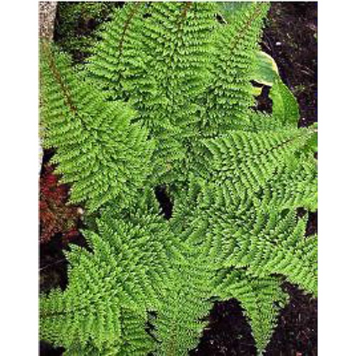 [POSPR] Polystichum setiferum 'Proliferum' (0.52 - Pot de 9cm)