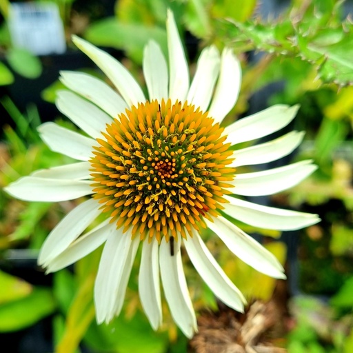 [ECPPWHI] Echinacea purpurea 'Pr. White' (0.52 - Pot de 9cm)