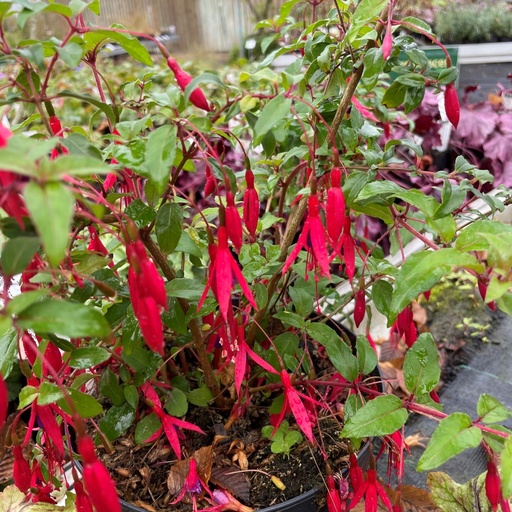 [FUMGR] Fuchsia magellanica var. gracilis (0.52 - Pot de 9cm)