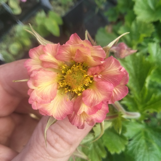 [GEPPE] Geum 'Pretticoats Peach' (0.52 - Pot de 9cm)