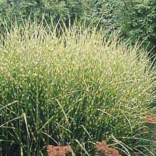 [MISST] Miscanthus sinensis 'Strictus' (0.52 - Pot de 9cm)