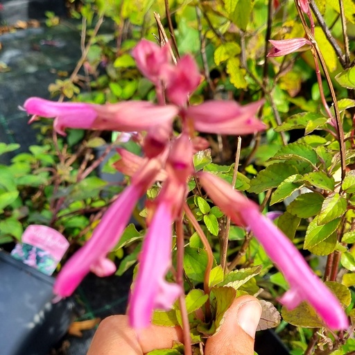 [SAKAWI] Salvia 'Kisses And Wishes' (0.52 - Pot de 9cm)