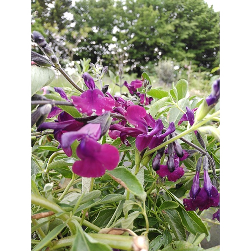 [SAMSDP] Salvia microphylla 'Salvino Dark Purple' (0.52 - Pot de 9cm)