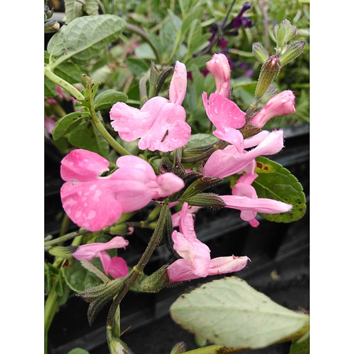 [SAMSPI] Salvia microphylla 'Salvino Pink' (0.52 - Pot de 9cm)