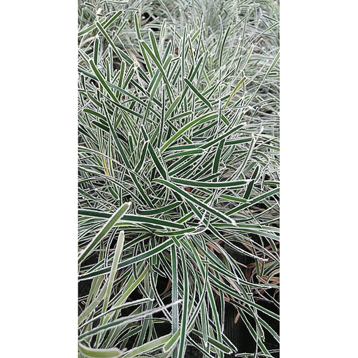 [FITICRY] Ficinia Truncata 'Ice Crystal' (0.52 - Pot de 9cm)