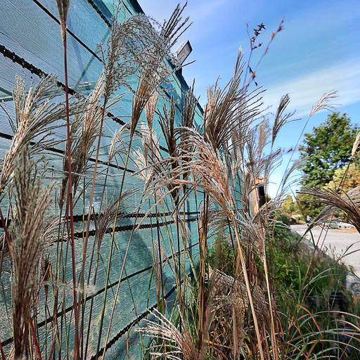 [MISMAL] Miscanthus sinensis 'Malepartus' (0.52 - Pot de 9cm)