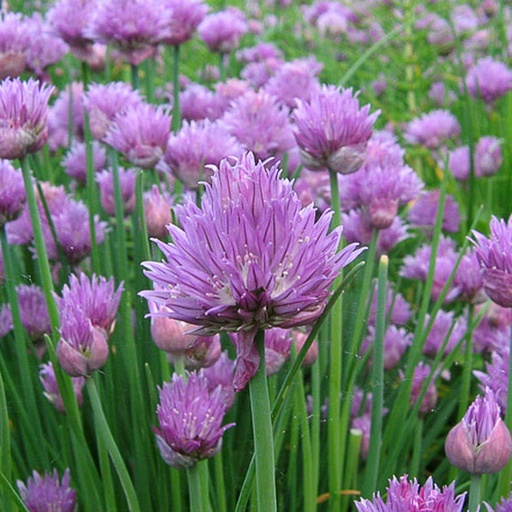 [ALSCH] Allium schoenoprasum (ciboulette) (0.52 - Pot de 9cm)