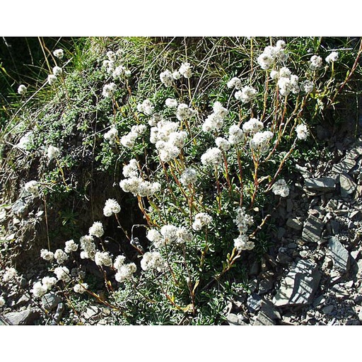 [ANDBO] Antennaria dioica var. borealis (0.52 - Pot de 9cm)