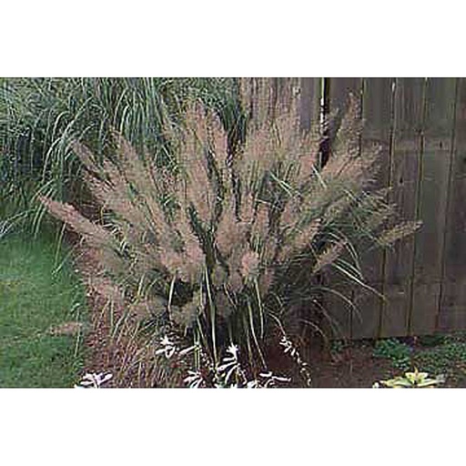 [CABRA] Calamagrostis brachytrica (0.52 - Pot de 9cm)